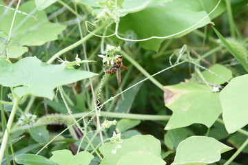 Bur cucumber is a vine plant with sharp thorns in the fruit and is too reproductive, so it is a target for extermination.