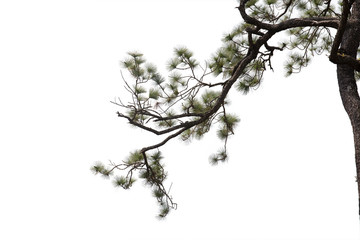 Pine  branches isolated on white background with clipping path.