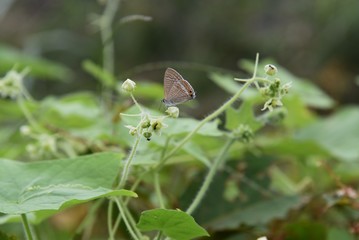 Bur cucumber is a vine plant with sharp thorns in the fruit and is too reproductive, so it is a target for extermination.