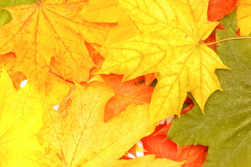 Yellow, green, red leaves of trees.