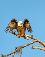 Eagle perched on a branch with his wings spread like an angel