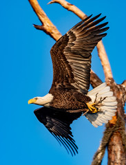 American bald eagle flying with sticks to build the nest