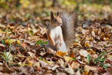 Naklejka na ściany i meble Squirrel with white fur changed the color of the fur for the winter. Gray squirrel posing for the camera in autumn leaves.