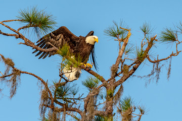 American bald eagle landing on a tree branch