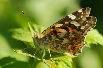 Ein Distelfalter Schmetterling sitzt auf einem grünen Blatt im Sonnenschein im Sommer Vanessa...