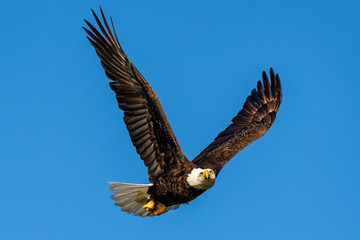 American bald eagle staring intently as he flies by