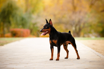 Little black unleashed dog (miniature pinscher or minipin) standing and looking into the distance....