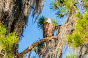 American bald eagle perched in a mossy tree