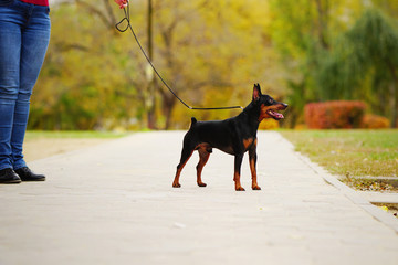 Little dog (miniature pinscher or minipin) standing on a leash next to its master and looking into the distance. Beautiful autumn park in the background.