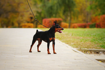 Little dog (miniature pinscher or minipin) standing on a leash and looking into the distance. Beautiful autumn park in the background.