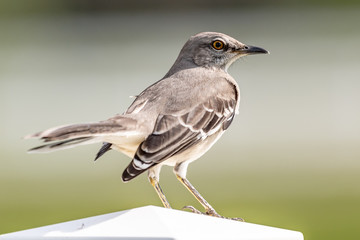 Close up of a mockingbird