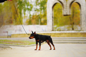Little black dog (miniature pinscher or minipin) looking guilty and frowningly at his master. Dog...