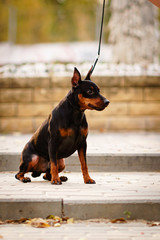 Little dog (miniature pinscher or minipin) sitting on the ground outdoors on a leash and looking into the distance.