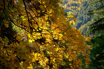 yellow leaves on tree branches in autumn against a background of green coniferous forest on the slopes of the mountains