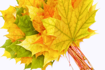 Yellow, green, red leaves of trees.