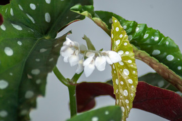 Polka-Dot Begonie / Forellenbegonie / Strauchbegonie / Begonia maculata / Zimmerpflanze / Tropische Rarität / Topfpflanze