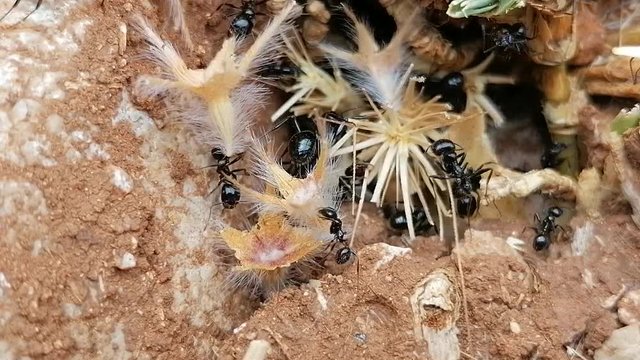  Macro cerca de hormigas entrando y saliendo de un hormiguero. En Es&agrave;&ntilde;a Andaluc&iacute;a