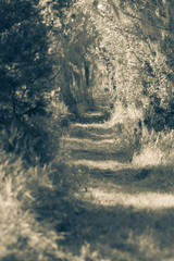 black and white photo of a path through the wilderness in Florida