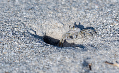 Sand crab/ghost crab are found in the summer in central Florida