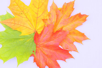 Yellow, green, red leaves of trees.