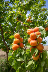 Fresh organic apricot tree
