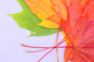 Yellow, green, red leaves of trees.