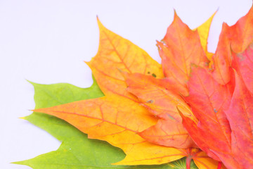 Yellow, green, red leaves of trees.