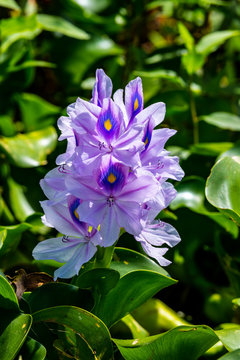 Florida wildflower, purple pickerel weed