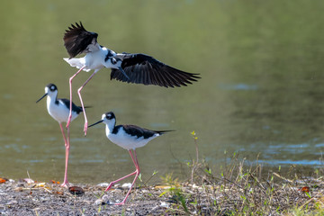 Black necked stilts gather at the edge of the lake