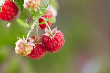 branch of ripe raspberries in a garden