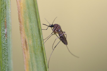 Mosquito resting on the grass. Male and female mosquitoes feed on nectar and plant juices, but many species of mosquitoes can suck the blood of animals.