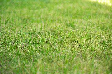 Fototapeta na wymiar green grass, lawn mowed. background, grass texture