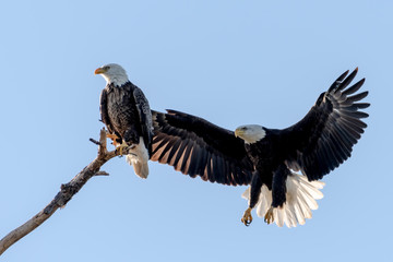 American bald eagle mates, one perched and one flying 