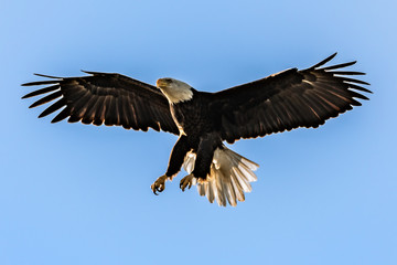 American bald eagle with legs and wings extended
