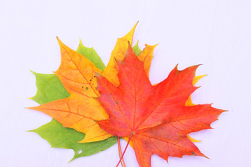 Yellow, green, red leaves of trees.