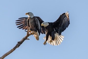 American bald eagle mates, one perched and one landing  on the branch 
