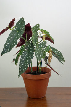 Polka-Dot Begonie / Forellenbegonie / Strauchbegonie / Begonia maculata / Zimmerpflanze / Tropische Rarität / Topfpflanze