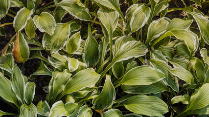 Green leaves, green texture. Green lawn pattern and texture background