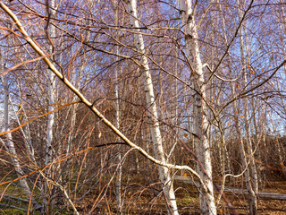 Birch forest, birch abounds in the mountains of Europe; birch leaves have medicinal properties