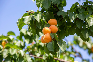 Fresh organic apricot tree