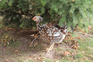 The motley chicken under the tree