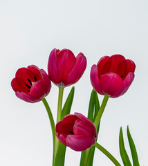 Fototapeta premium Flower