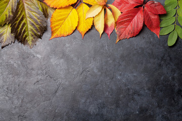 Autumn background with colorful leaves