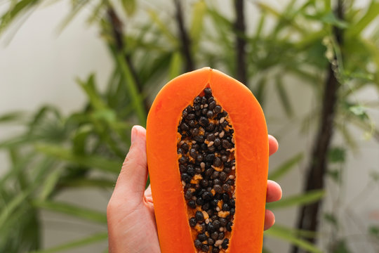 Male hand holding a half of ripe papaya with seeds with a green plants on background. Slices of sweet papaya. Halved papayas. Healthy exotic fruits. Vegetarian food.