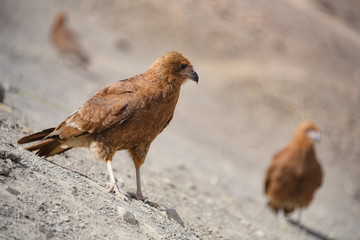 Juvenile Mountain Caracara birds on Vinicunca 'Rainbow Mountain'. Cusco, Peru
