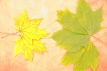 Naklejka na ściany i meble Yellow, green, red leaves of trees.