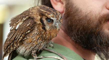 Small brown owl sitting on shoulder of the trainer