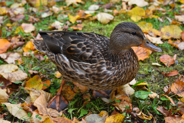 duck in fallen yellow and red autumn maple leaves