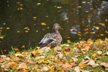 duck in fallen yellow and red autumn maple leaves
