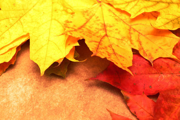 Yellow, green, red leaves of trees.